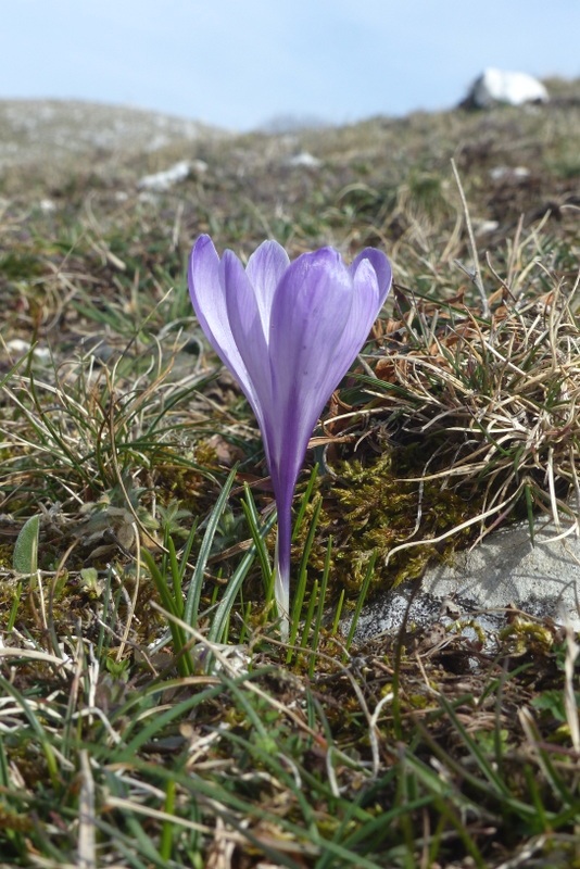 Dactylorhiza romana e prime fioriture tra Lazio e Campania - marzo 2023.